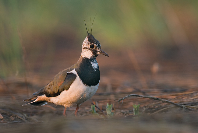 Чибис, или пигалица (Vanellus vanellus)