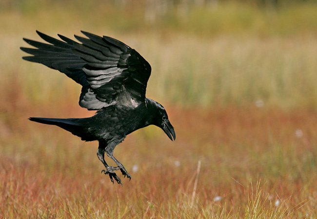 Ворон (Corvus corax)