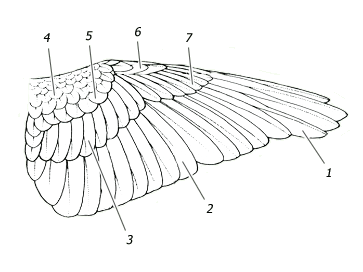 Строение крыла птицы